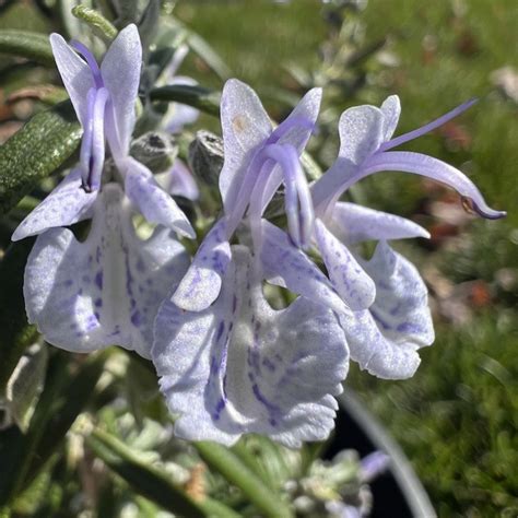 Super Arp Rosemary, Rosmarinus officinalis | High Country Gardens