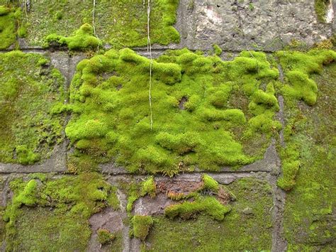 20 Types of Moss to Consider for Your Next Garden Project