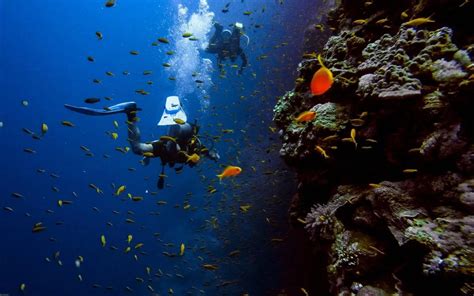 Top Koh Tao Diving Sites - Travel Dudes