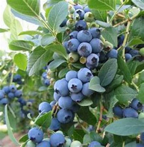 Blueray Blueberry 1 gal pot shipped in soil approx 1 foot | Etsy