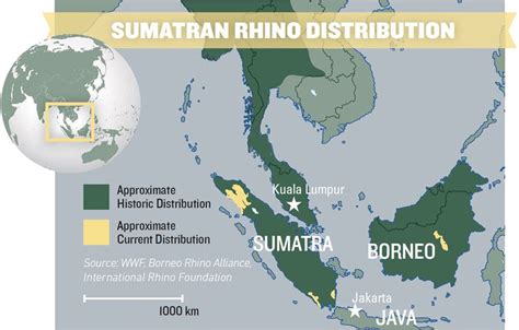 Articles — Borneo Rhino Alliance