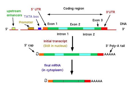 Image result for eukaryotic gene structure | Coding, Biology, Structures