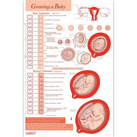 Pregnancy Baby Growth Chart | ubicaciondepersonas.cdmx.gob.mx