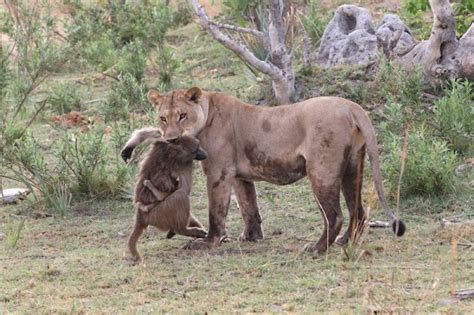 Baboon Vs Lion, Guess Who’s Going to be the Winner?