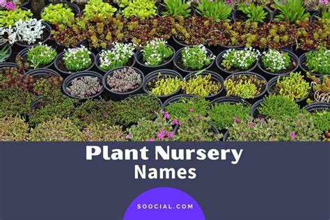 337 Plant Nursery Name Ideas to Have the Right Seed - Soocial