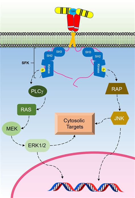 Human Growth Hormone Production Process - Growth Hormone Therapy The ...