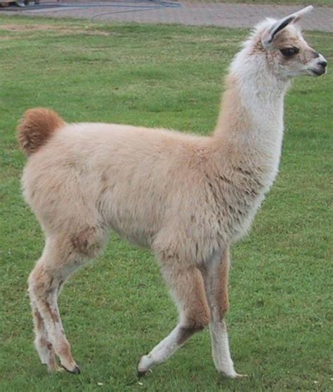 Picture 5 of 10 - Llama (Lama Glama) Pictures & Images - Animals - A-Z ...