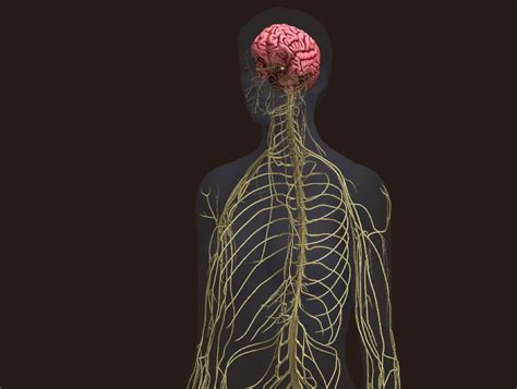 Human Nervous System 3D Model Free Download