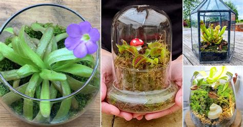 8 Carnivorous Plant Terrarium Ideas | Carnivorous Plants For Terrarium