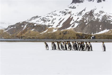 Premium Photo | King penguins on south georgia island