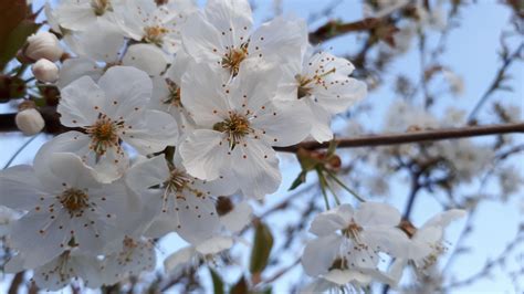 Wild cherry blossom (I think) #gardening #garden #DIY #home #flowers # ...