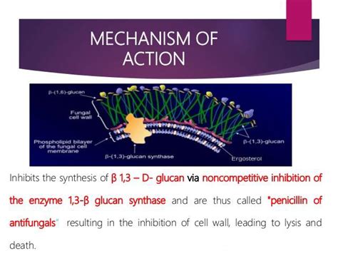 Echinocandin mechanism of action (www.google.com) | Download Scientific ...