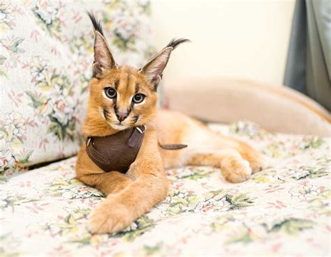 The most popular—and expensive—exotic cat breeds in the world