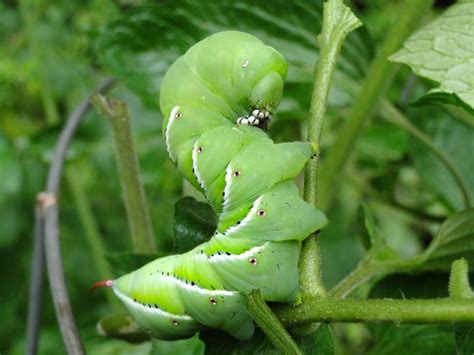 Tomato Hornworms: How to Get Rid of Tomato Hornworms | The Old Farmer's ...