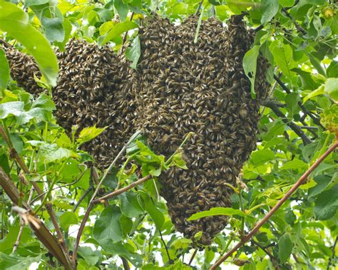 What Is Bee "Swarming" Exactly? - Farmers' Almanac - Plan Your Day ...