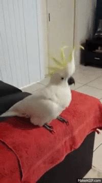 Cockatoos GIFs - Get the best gif on GIFER