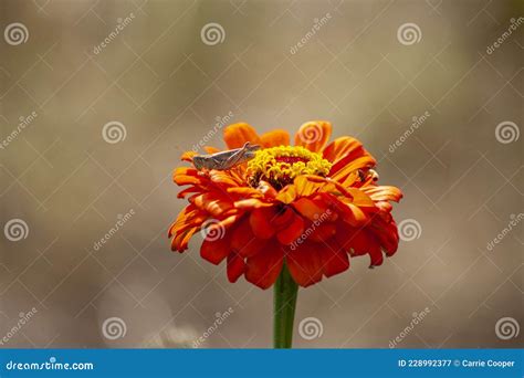 Flowers in Field in Local Park. Stock Image - Image of meadow, insect ...