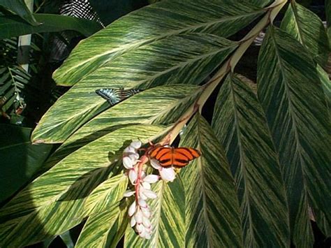 Niagara Parks Butterfly Conservatory Pictures