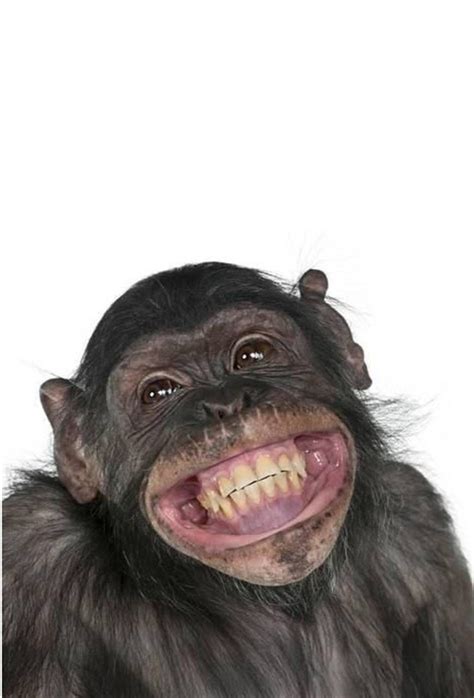 Monkey Smiling, Pet Monkey, Ugly Monkey, Monkey Girl, Monkey Face ...