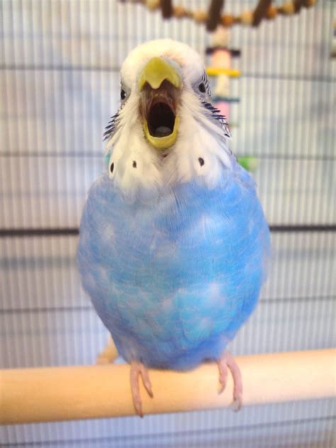 Caption This | Budgies, Pet birds, Funny birds