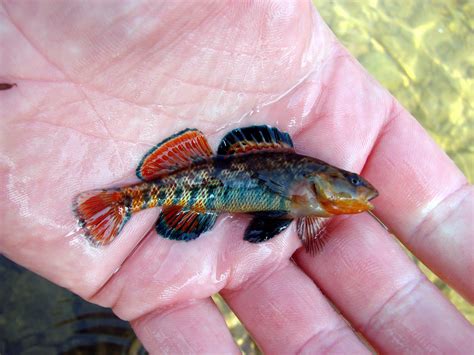 Rainbow Darter - Beauty! | Aquarium fish, Beautiful fish, Saltwater ...