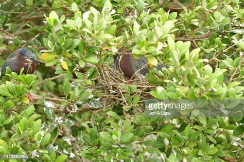 60 Green Heron Nest Stock Photos, High-Res Pictures, and Images - Getty ...