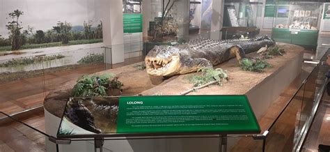 The Sad Tale of Lolong (National Museum of Natural History, Manila) – B ...