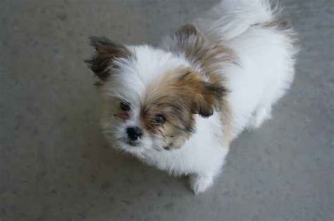 Shiranian (Pomeranian-Shih Tzu Mix) Info, Care, Training, Pictures