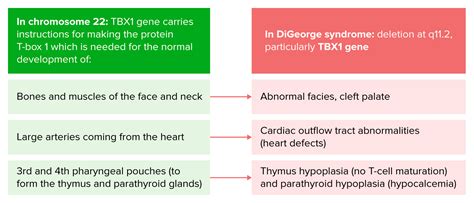 DiGeorge Syndrome | Concise Medical Knowledge