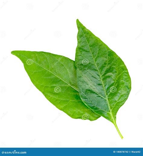 Leaf Chili Isolated on White Background ,Green of Pepper Leaves Pattern ...