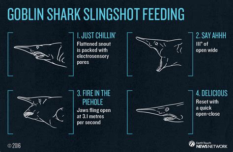 The goblin shark's slingshot jaws are the fastest of any shark species ...