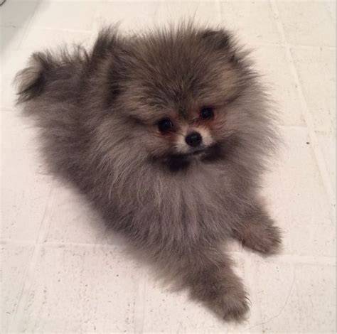 Pomeranian Info, Temperament, Life Expectancy, Size, Puppies, Pictures