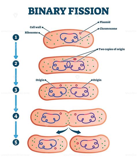 Description: Binary fission process, vector illustration diagram ...