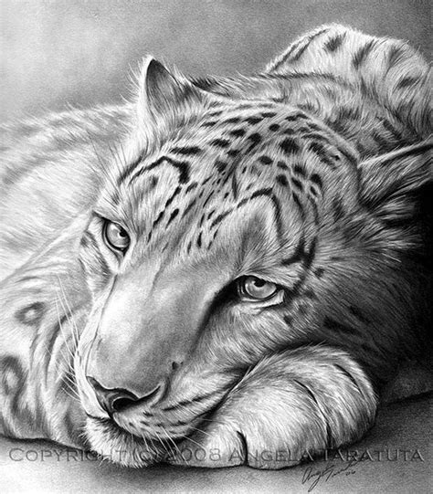 Image result for animal drawings in pencil | Realistic animal drawings ...