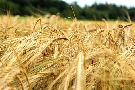 Barley Field - Barley Technology Ancient Plant Processing Science Grain ...