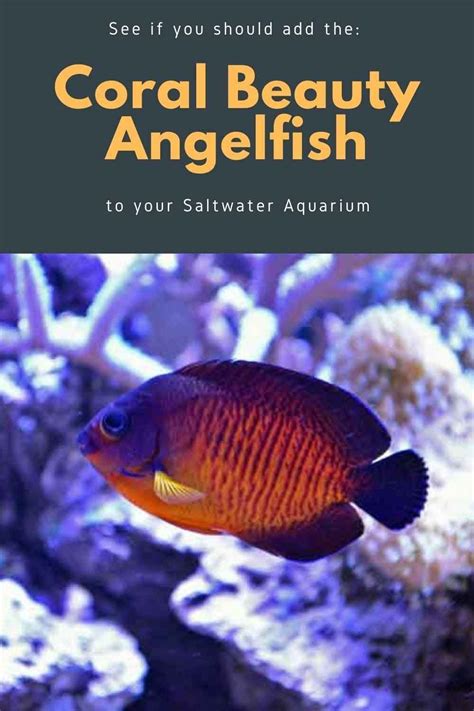 Coral Beauty Angelfish - Reef Safe? Diet and Care Guide