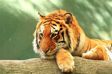 3840x2560 tiger 4k free download hd wallpaper for desktop | Female ...