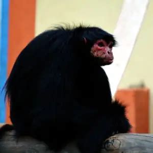 Red-Faced Spider Monkey - Facts, Diet, Habitat & Pictures on Animalia.bio