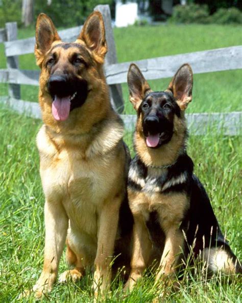 You And Your Dog – Tips For A Great Relationship | German shepherd dogs ...