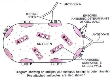 Antigen- Properties, Types and Determinants of Antigenicity