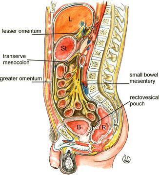 Peritoneum Anatomy