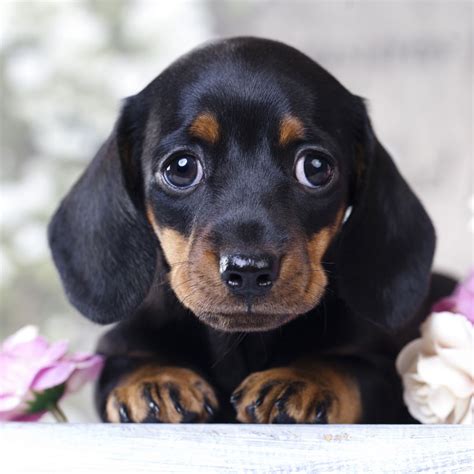 Dachshund Puppies Northern California - Dachshunds For Sale Redding Ca ...