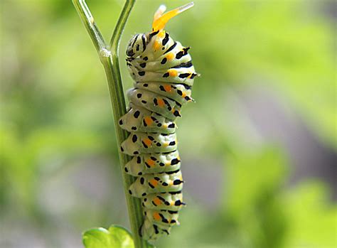 Angry Papilio Machaon Caterpillar ♥ by Taty T / 500px