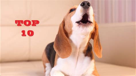 TOP 10 Funny dog barking sounds compilation 2020 - YouTube