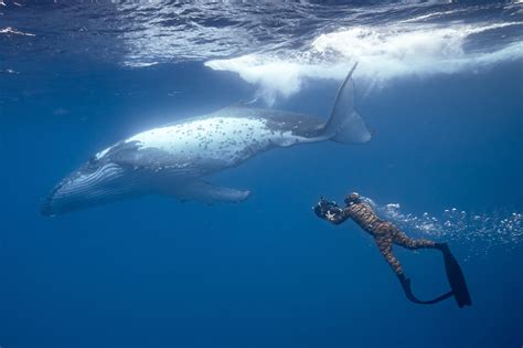 ‘Watson’ Review: Environmentalism on the High Seas by Ben Kenigsberg ...