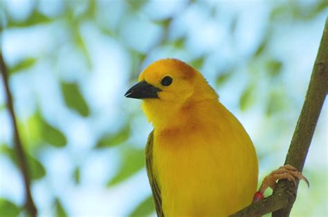 Wildlife Wednesday: Team Effort Saves Taveta Golden Weaver | Disney ...