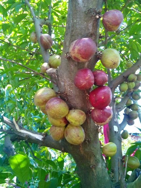 Polynesian Produce Stand : ~GOD'S CROWN~ Mahkota Dewa EXOTIC FRUIT TREE ...