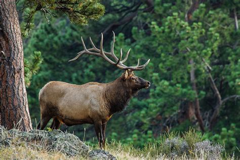 Wildlife of Rocky Mountain National Park | Nature Photography