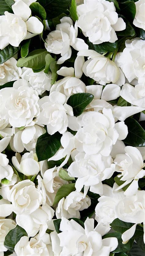 Gardenia Flower Wallpapers - Wallpaper Cave