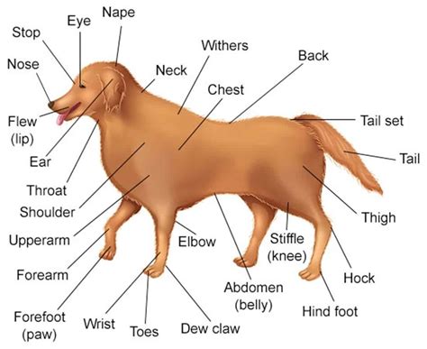 dog-external-anatomy - ESL Buzz